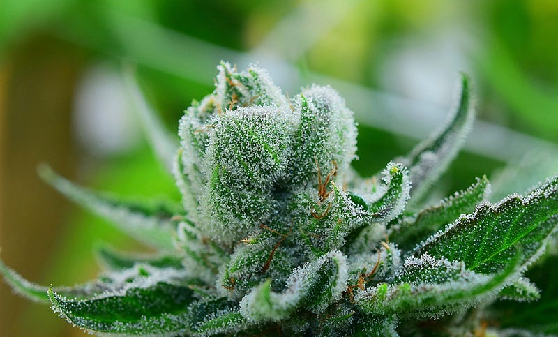 gorillaglue4_dope_october_0537