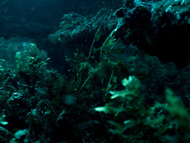 Leafy Sea Dragon, Rapid bay © Michaela Skovranova / Greenpeace