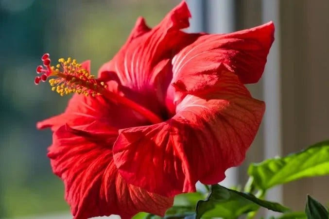 A Complete Guide to Red Flowers and Their Meanings