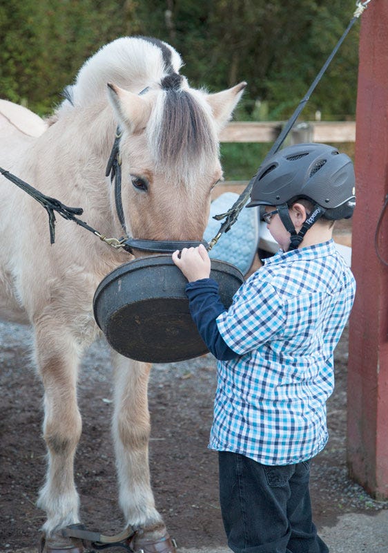 Boy feeds horse