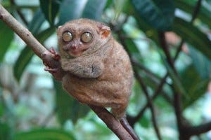 Tarsius Pulau Belitung