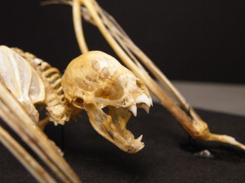 Vampire bat´s skull showing its dentition Photo by Mokele/Wikipedia