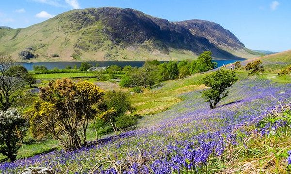 The Big Bluebell Watch: share your photographs via @GuardianWitness  #BluebellWatch