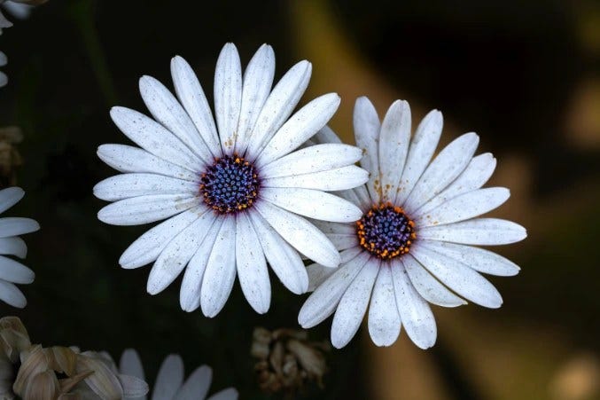 Daisies Meaning, Symbolism, Types & Stories with Each Petal