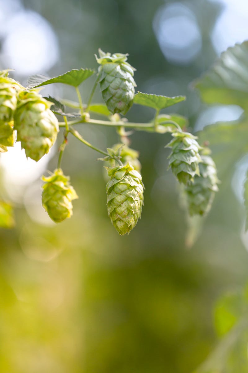 Get to Know a Cannabis Terpene: Humulene