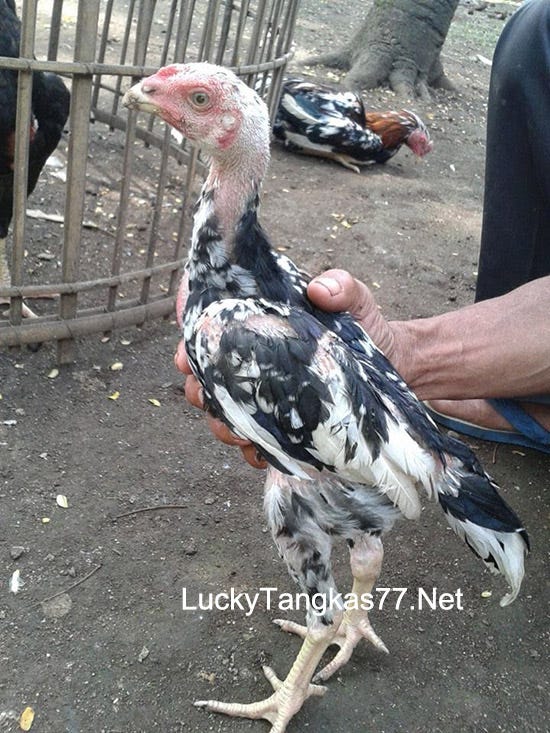 Ayam: Anak Ayam Bangkok Warna Putih