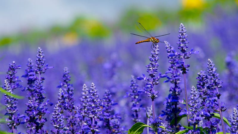 Get to Know a Cannabis Terpene: Linalool