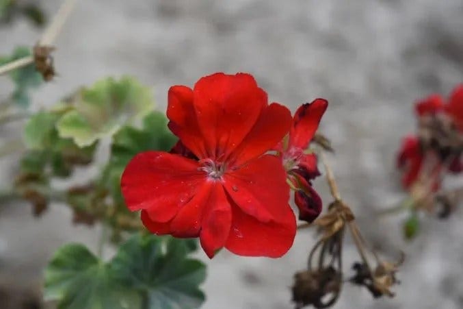 A Complete Guide to Red Flowers and Their Meanings