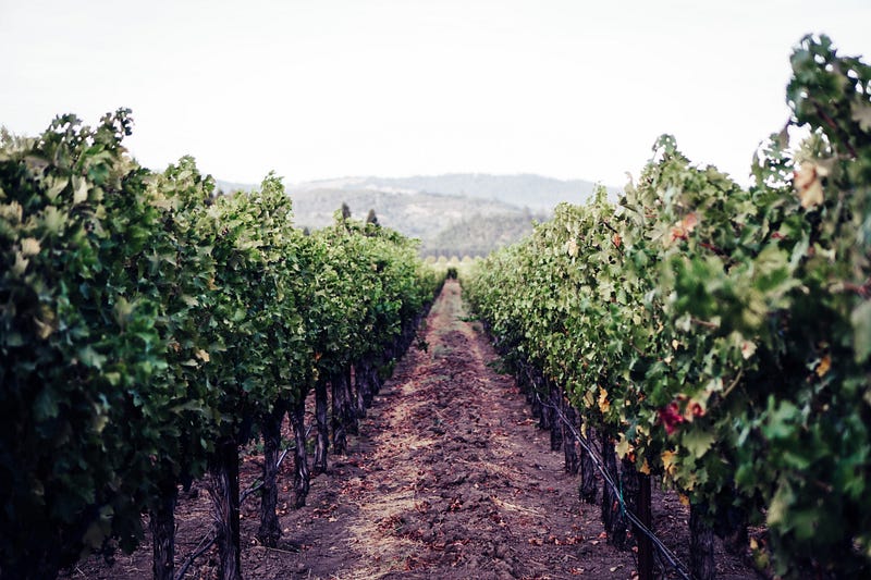 a dirt row in a vineyard