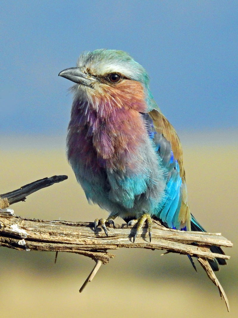 A colorful small bird with a small beak and a dark beady eye has his head turned toward the left side of the screen