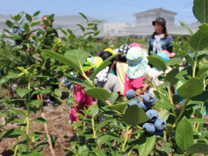 SenzAgro’s Precision Agriculture Technologies in Japan Blueberry Farming