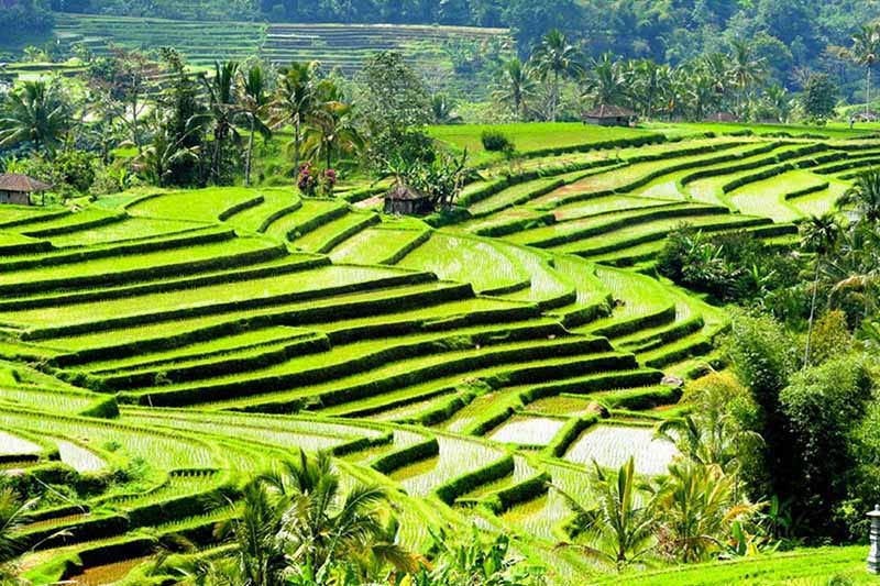 sawah-sawah cantik - sawah jatiluwih