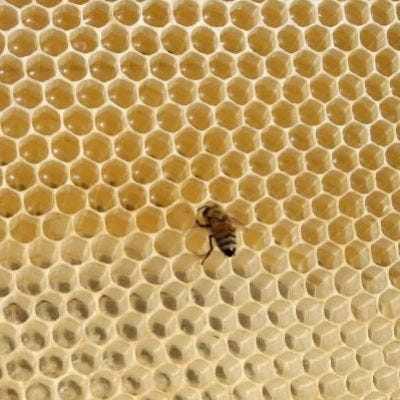 Study: How male bees battle STDs
