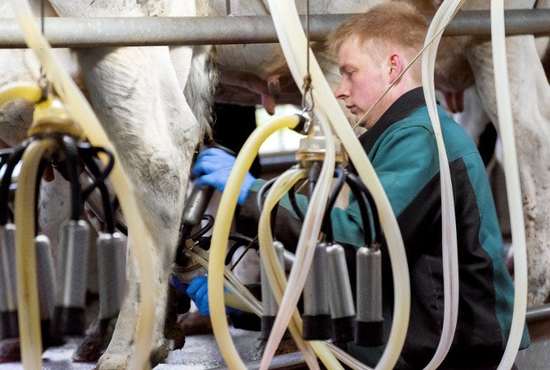 Connected cows? Now we've seen it all  #IoT #Azure