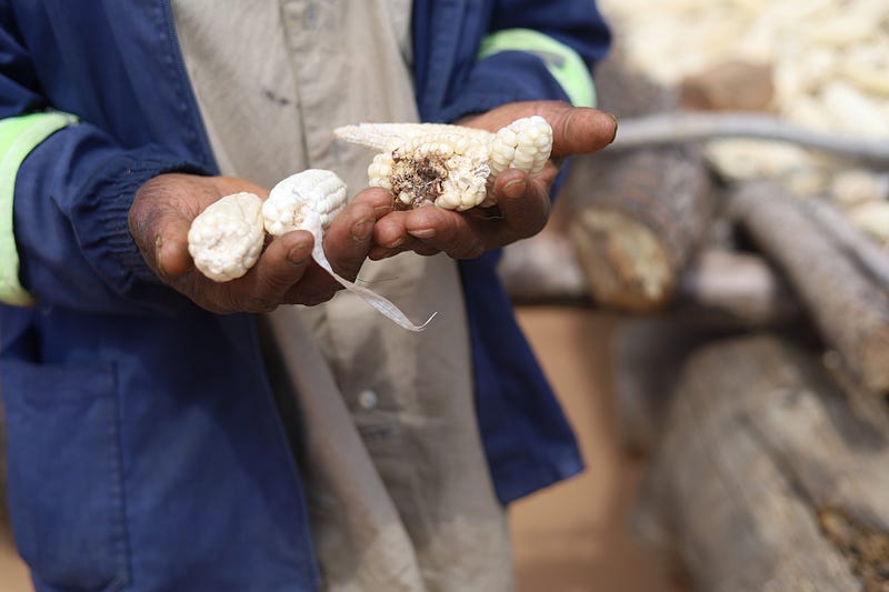 Zimbabwe Families Turn the Tide on Early Malnutrition Detection and Treatment Amidst Devastating Droughts