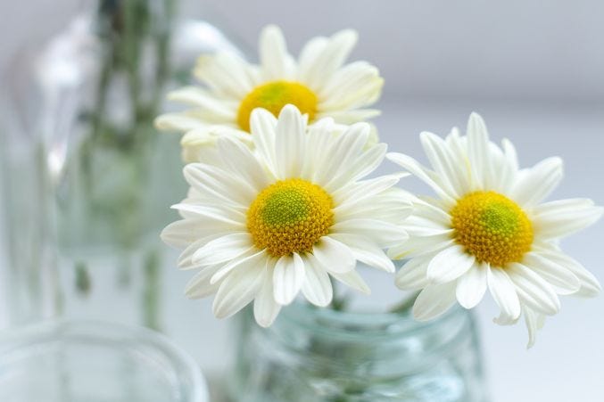 Daisies Meaning, Symbolism, Types & Stories with Each Petal