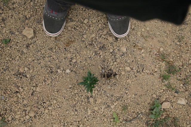Grow Q&A: Stunted Pot Plants Not Growing. This is Due To Several Factors.