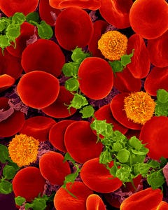 Photo of red blood cells.