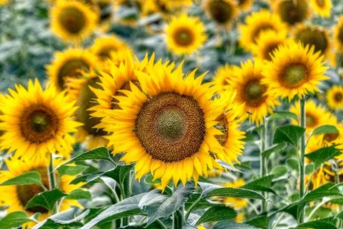 Beautiful Japanese Flowers Names and Their Symbolic Meaning