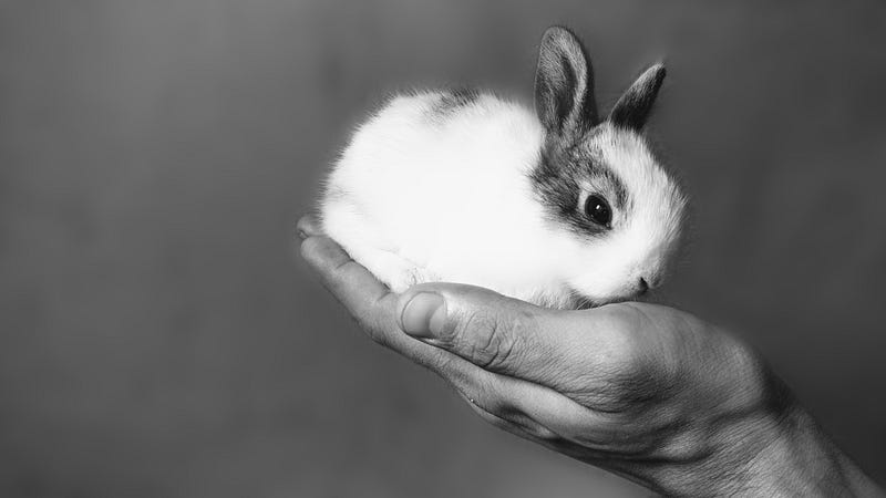 A black and white photo of a small baseball sized bunny sitting in someone’s outstretched hand