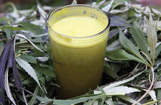 Non-Psychoactive Cannabis in Raw Form. Juicing Cannabis for Health.