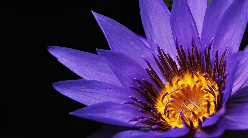 blue water lily
