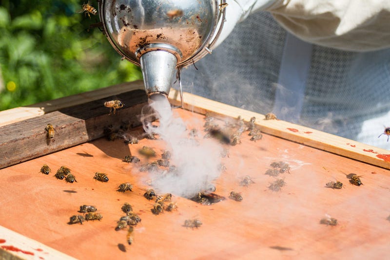 A small amount of smoke is pumped into a beehive before opening the hive. Beekeepers often use smokers when working with honeybees because the smoke acts as a narcotic for the bees, making them more docile and easy to work with.