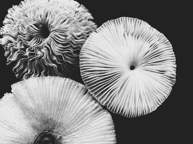 Photo by Heather Newsom on Unsplash