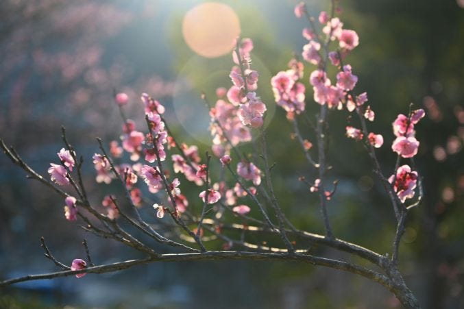Flower Meanings Guide: Symbolism of Popular Flowers Explained