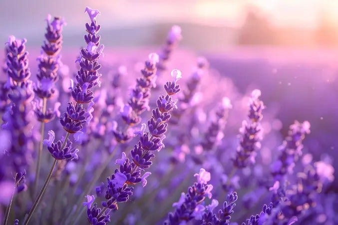Flower Meanings Guide: Symbolism of Popular Flowers Explained
