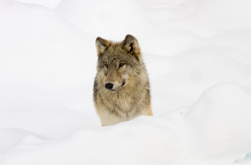 Wolf from the Canyon pack next to road near Norris taken from snowcoach through the glass window 