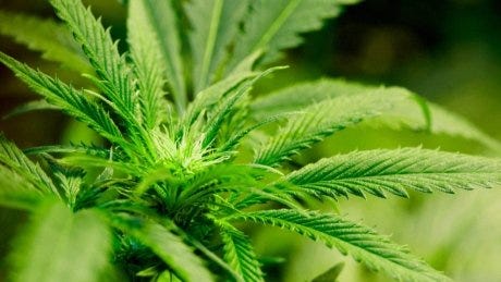 If you had 10 pot plants growing outdoors near Okotoks, police now have them