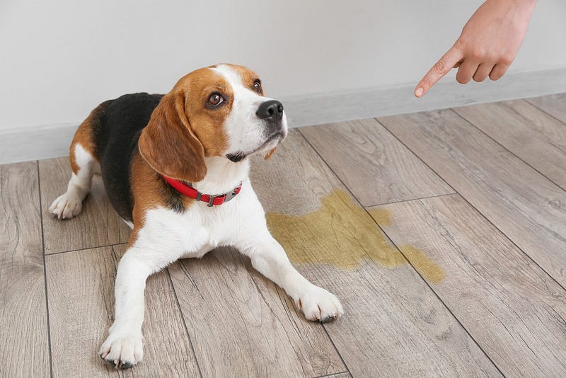 Pet-friendly cleaning innovations 
