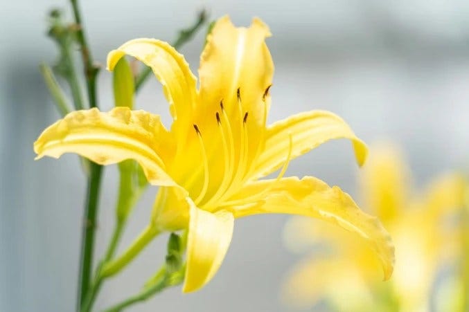 Flower Meanings Guide: Symbolism of Popular Flowers Explained