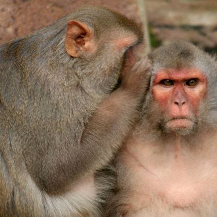 Monkeys Try to Hide Illicit Hookups