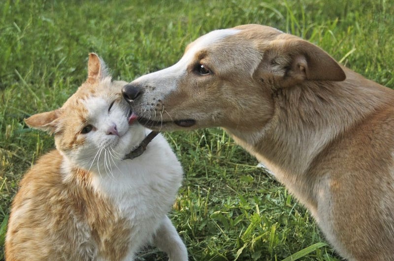 cat and dog playing