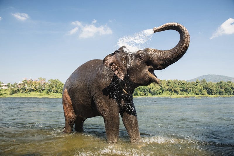 Elephant washing on southern banks of the periyar river at Kodanad training center