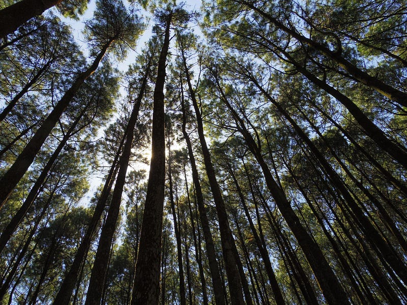 pinus mangunan