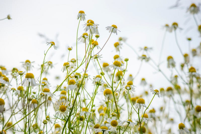 Get To Know a Cannabis Terpene: Bisabolol