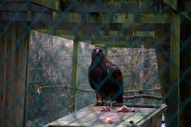 Wind Dancer, a golden eagle, sits proudly overlooking her carrion, donated by Draper Valley Farms. Wind Dancer is the biggest bird at Sardis and also has the greatest wing span — when fully spread, her wings are 8 feet wide. 