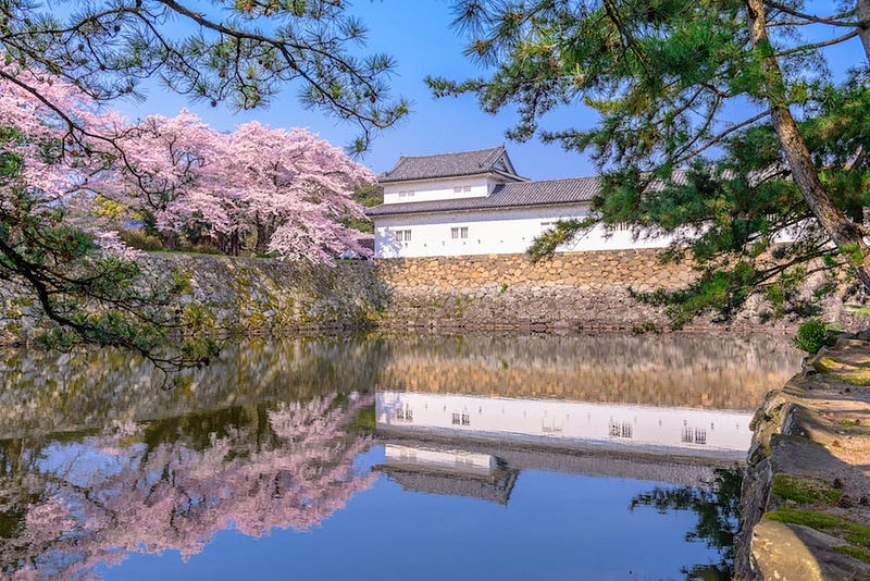 The moat of Hikone Castle during the springtime cherry blossom season