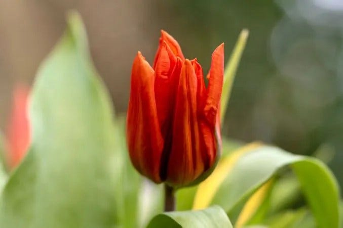 A Complete Guide to Red Flowers and Their Meanings
