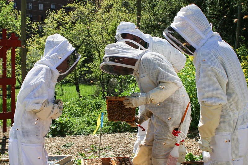 Workshop attendees examine a frame looking for a new queen honeybee in a colony in swarm control. The presence of a new queen will determine whether or not the colony can be completely divided into two separate colonies.