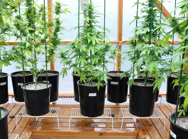 Grow Q&A: Proper Watering For Pot Plants. When Should You Add Nutrients?