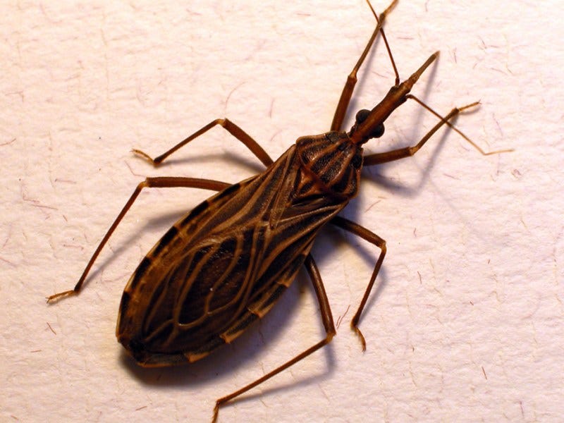 Top 10 Deadliest Insects in the World