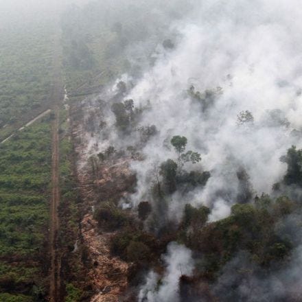 The world's carbon stores are going up in smoke with vanishing wilderness