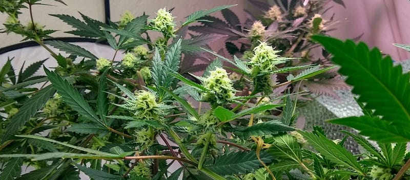 Cooking with Cannabis