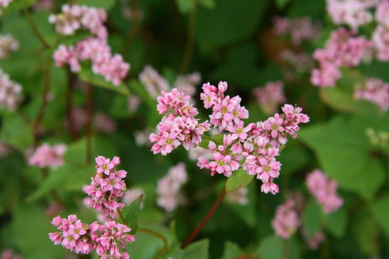 Buckwheat crops are rich in protein. Credit: PROTEIN2FOOD