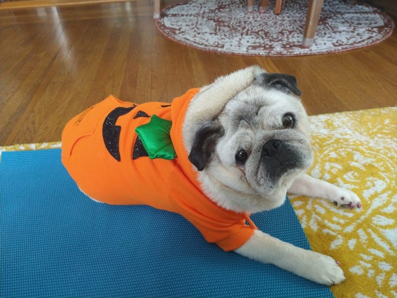 Senior pug Gary in his “pugkin” costume.