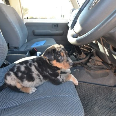 A puppy lays on the front driver’s sear of a dusty large vehicle, and looks straight ahead.